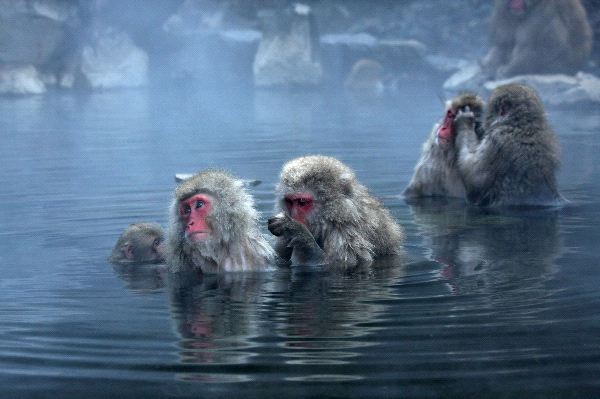 Macacos_japoneses_en_parque_Jigokudani_600