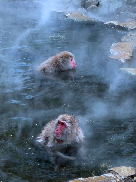 Japanese Macaque Monkeys In Hot Spring