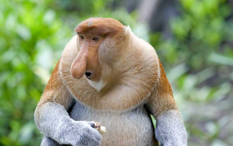 Facts about Proboscis monkey.