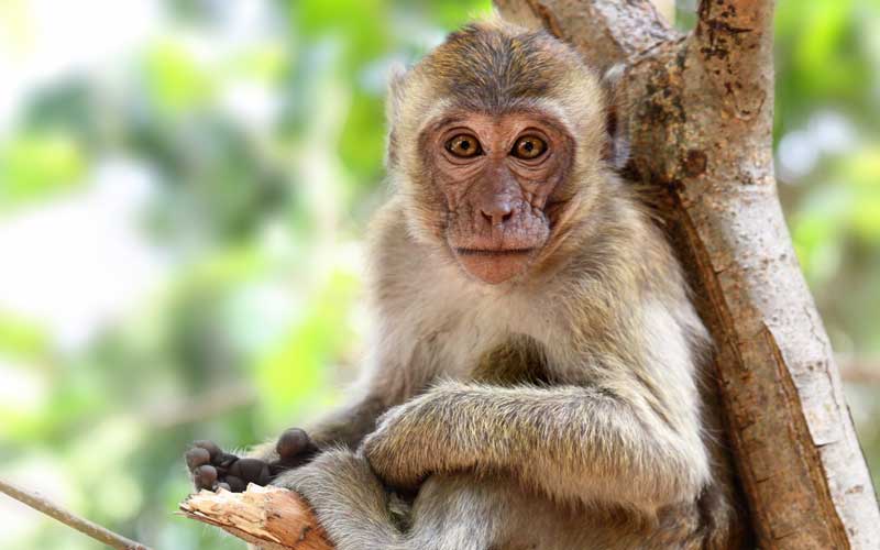 Monos: fotos de monos, características y cuántos tipos hay