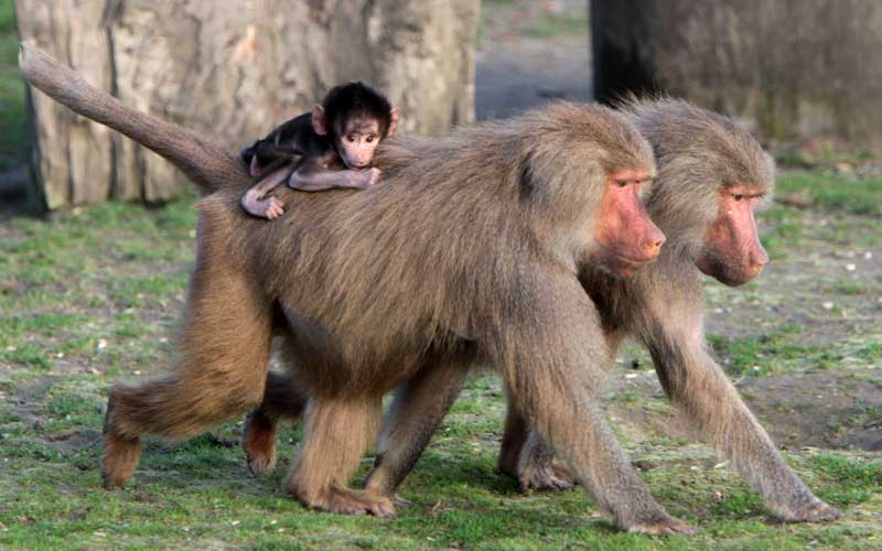 Especies de babuino.