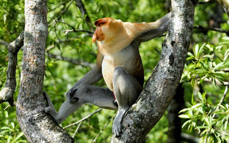 Datos de Mono verde, dieta, hábitat e imágenes en