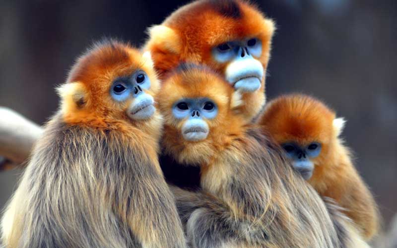 Evolución de los Monos