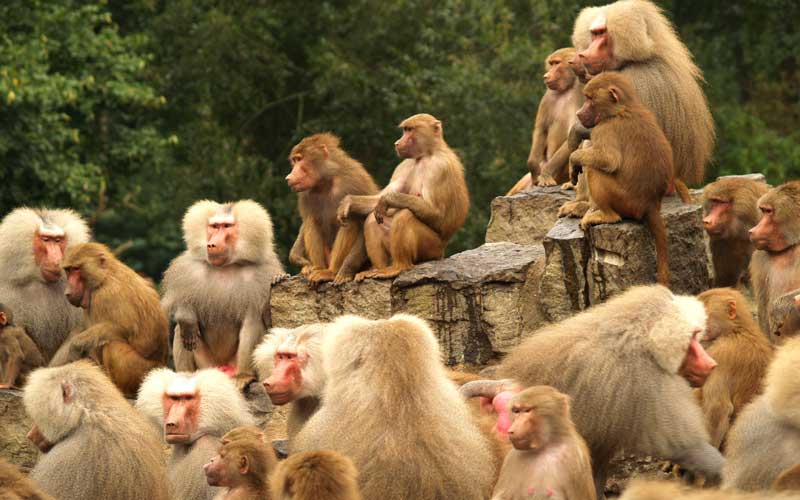 Social hierarchy of monkeys.