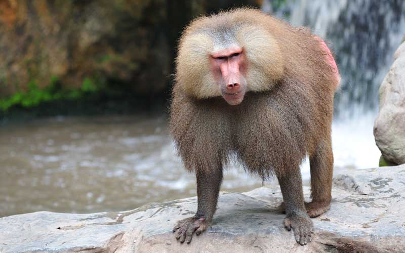 All information about monkeys.
