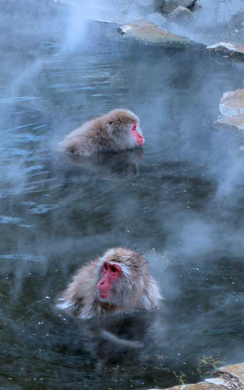 Facts about snow monkeys.