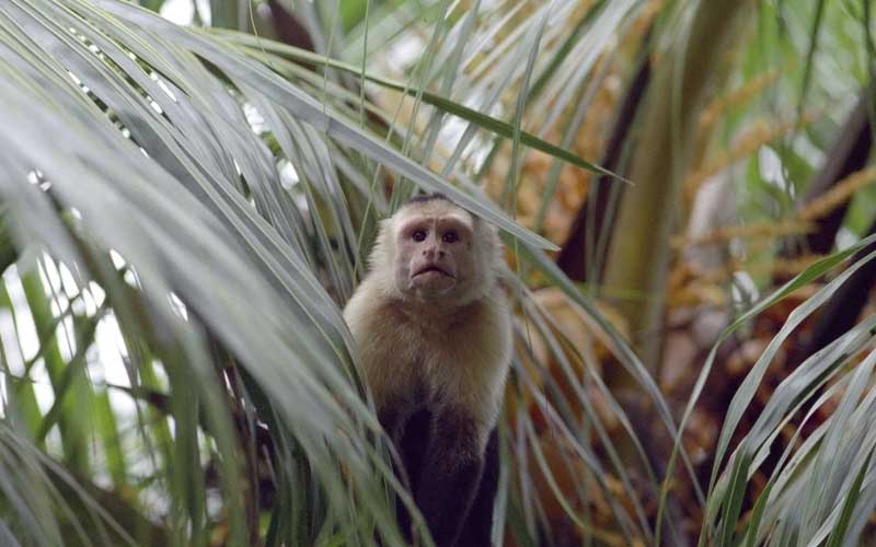 Información sobre el mono capuchino.