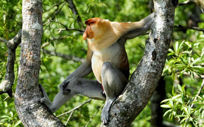 Características del mono narigudo.