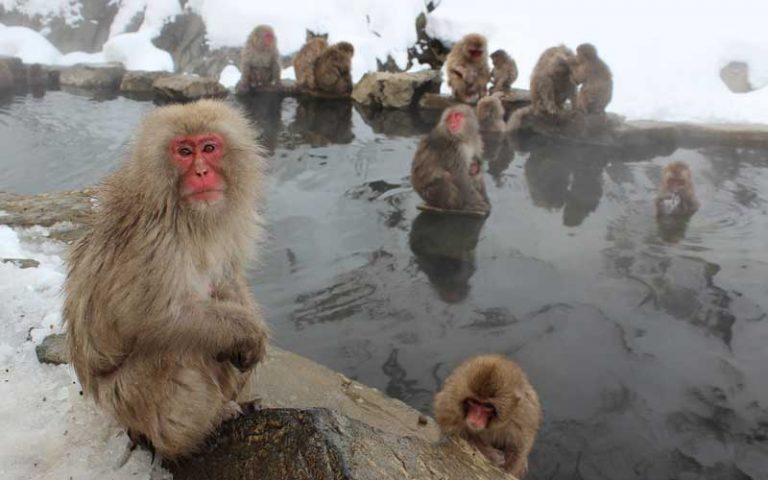 Monkey social behavior.