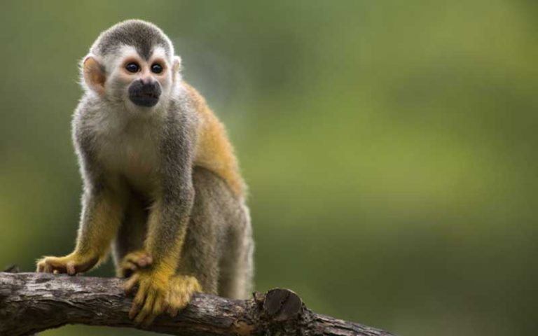 wild republic squirrel monkey