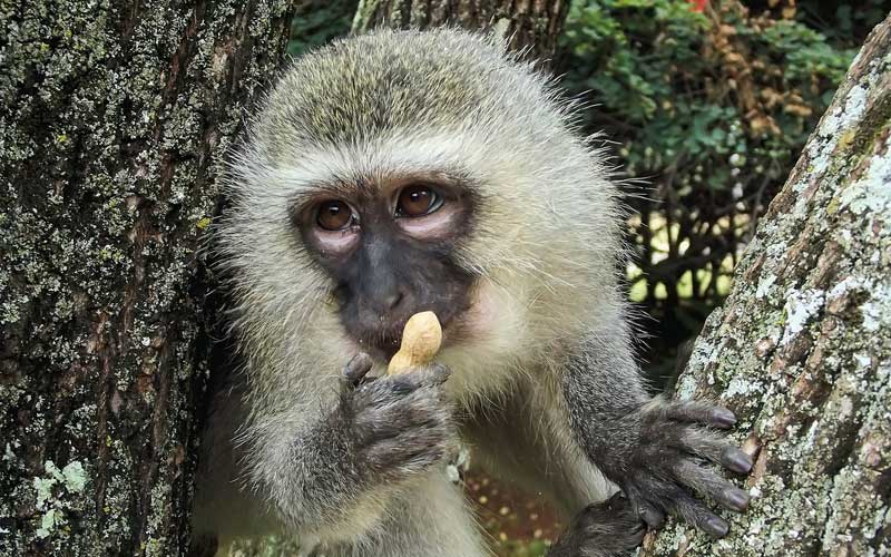 Facts about vervet monkey.