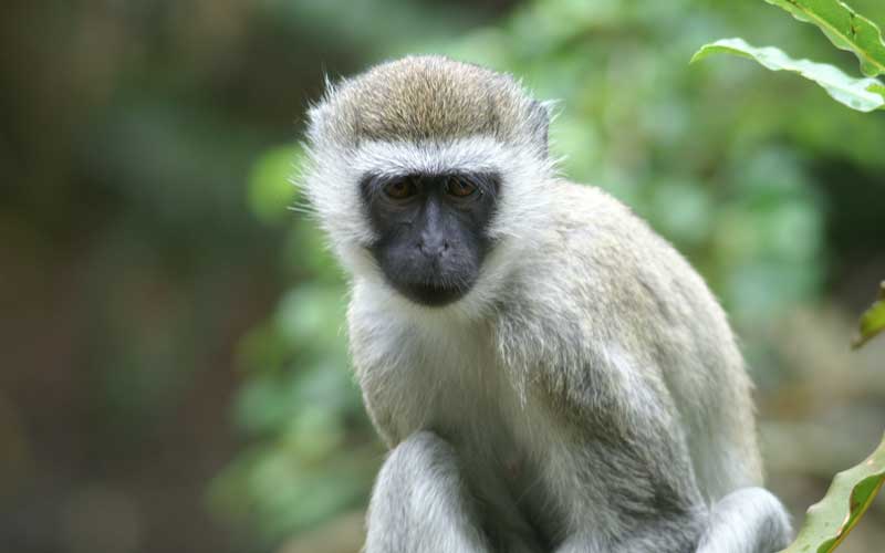 small monkey breeds